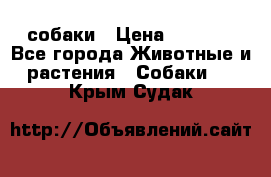 собаки › Цена ­ 2 500 - Все города Животные и растения » Собаки   . Крым,Судак